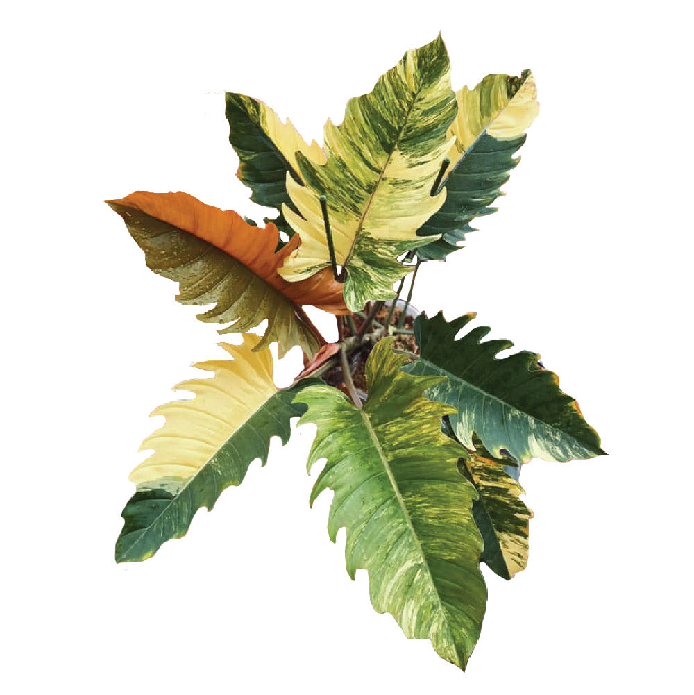 Philodendron Caramel Marble D