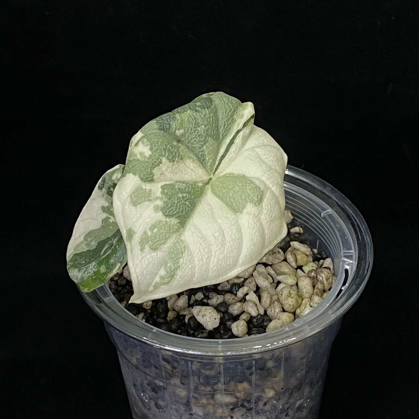Alocasia Melo Albo - Coming Soon