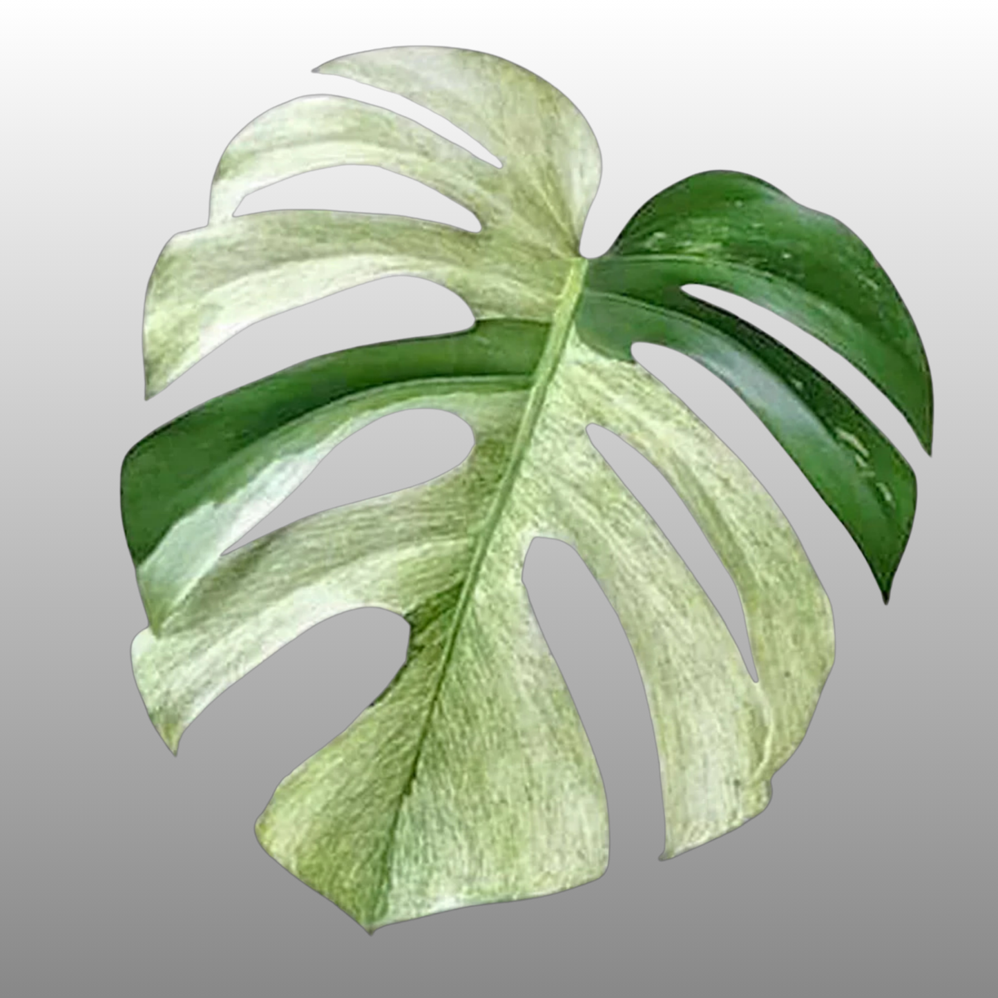 Monstera Deliciosa Jungle Mint (Read Bio)