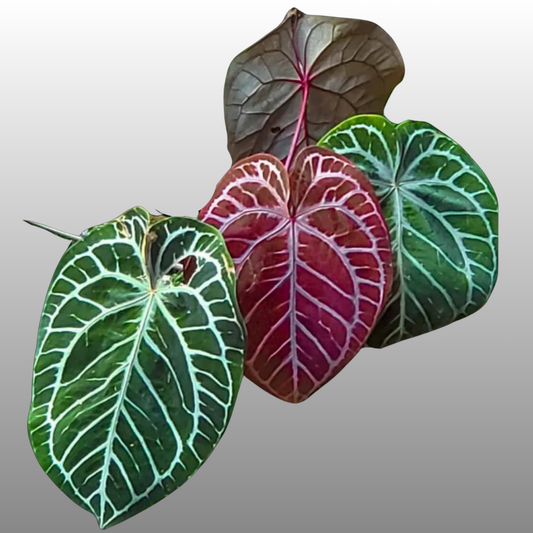 Anthurium Red Crystallinum TC