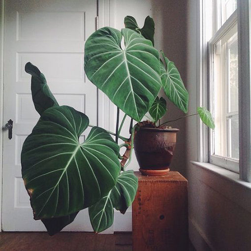 Philodendron White Vein Gloriosum D