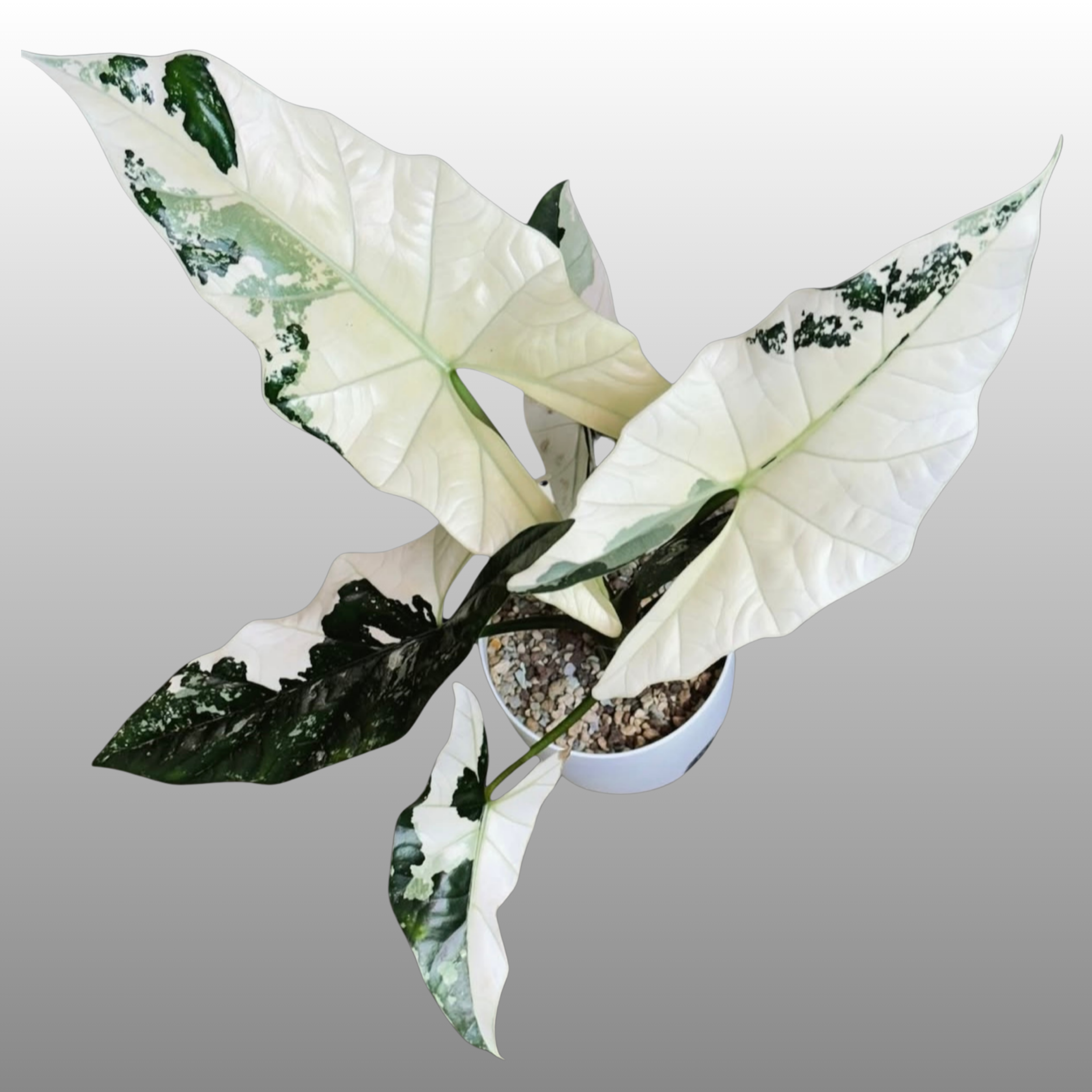 Alocasia Simpo Albo Variegated – Nelson Plant Guy