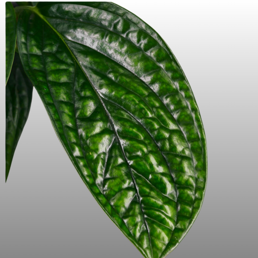 Monstera Peru