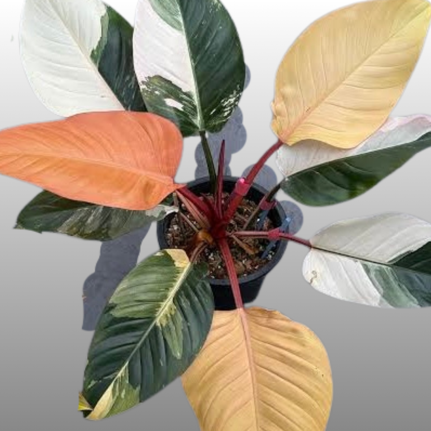 Philodendron Red Congo Variegated