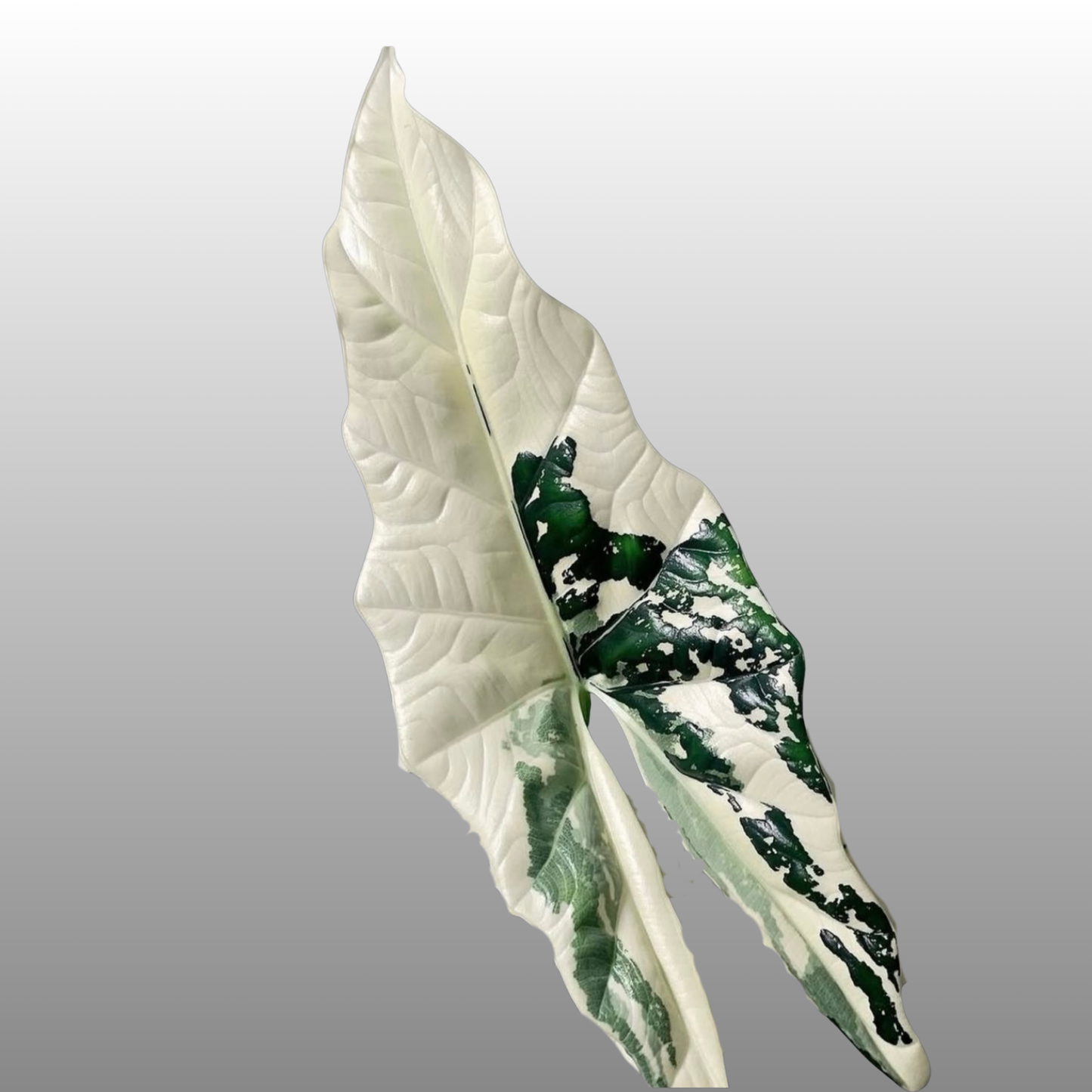 Alocasia Simpo Albo Variegated - A (C)