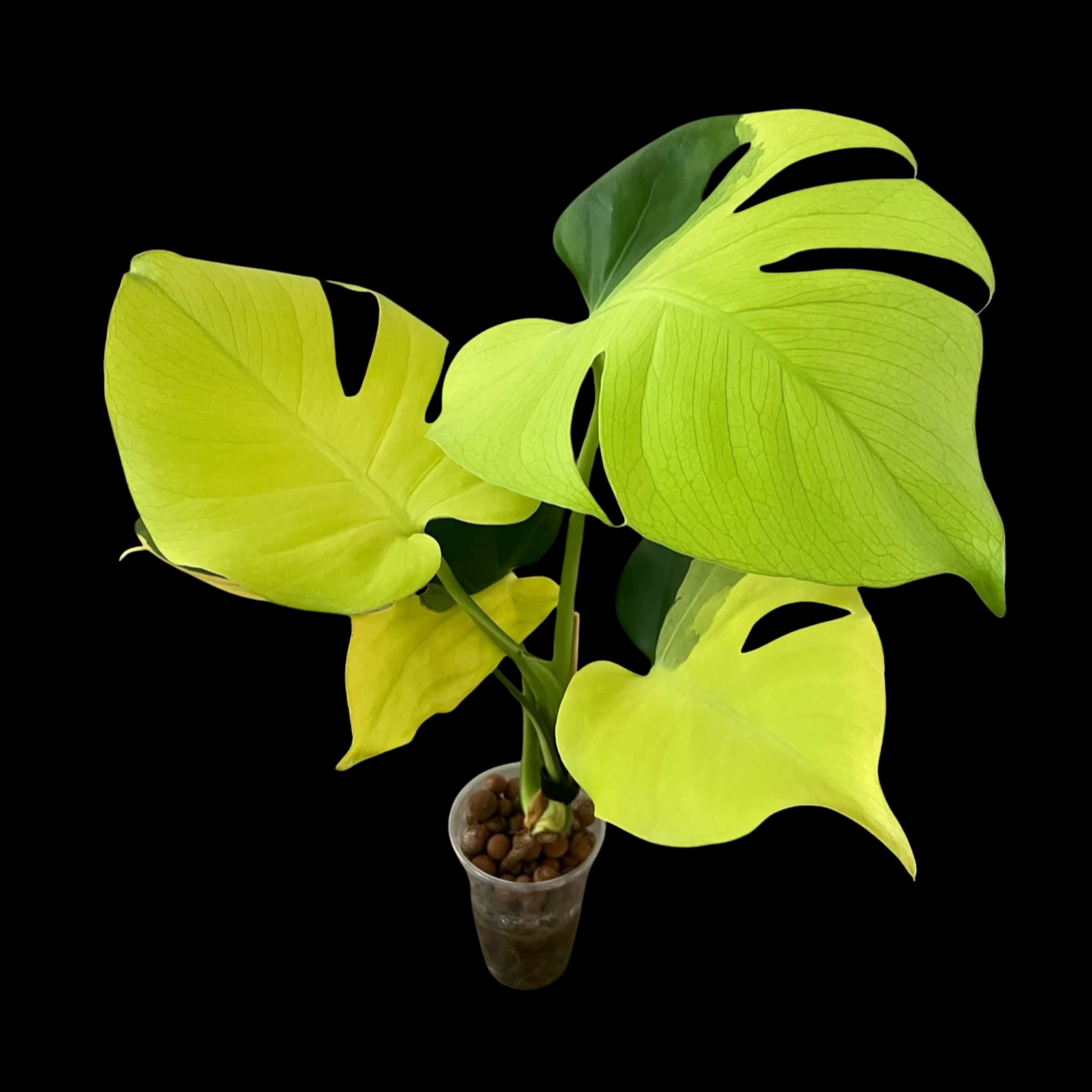 Monstera Deliciosa Lemon Lime (Pre-order ETD Early March) – Nelson