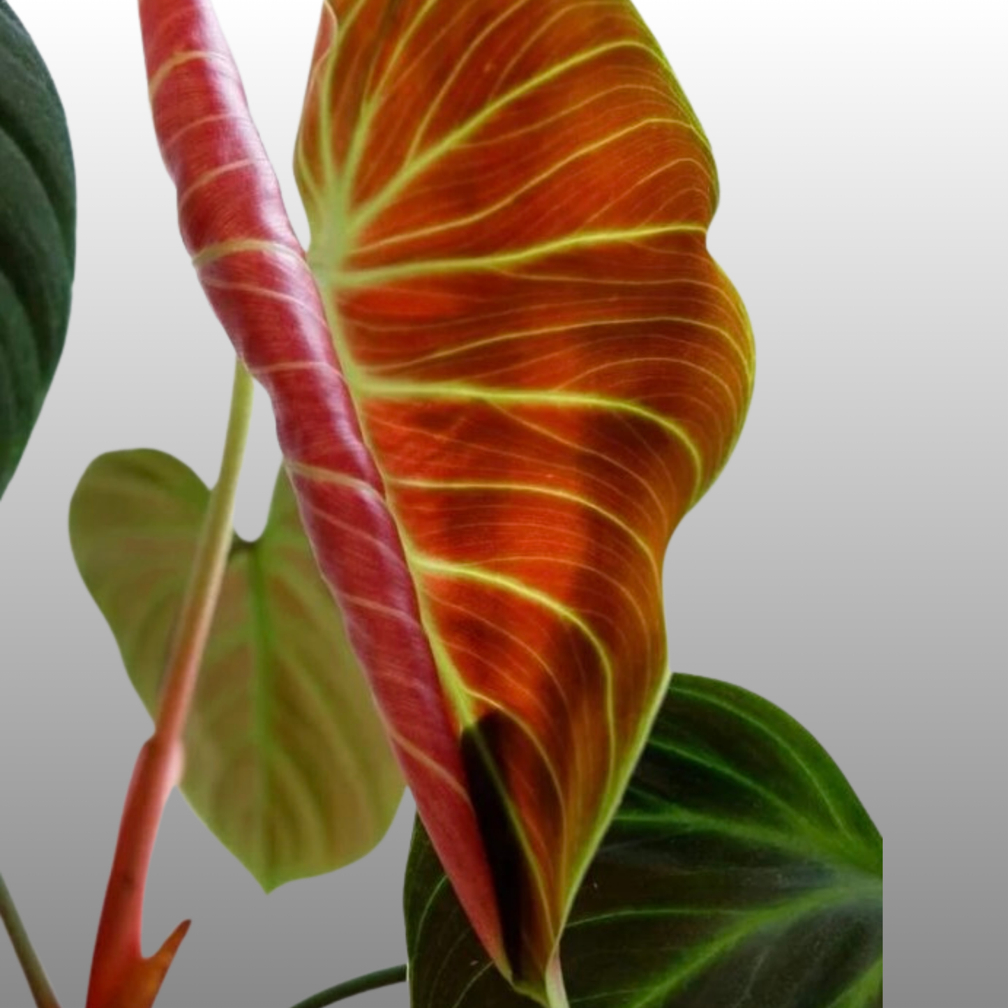 Philodendron El Choco Red