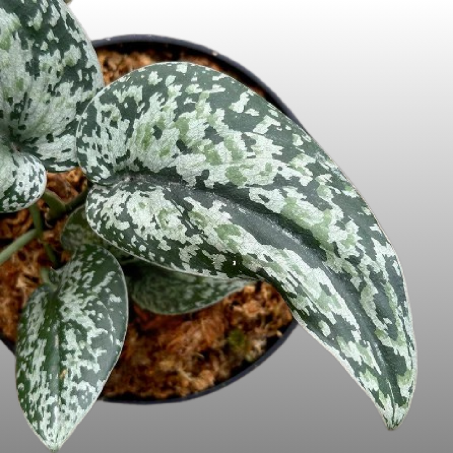 Scindapsus Tri-Colour Platinum