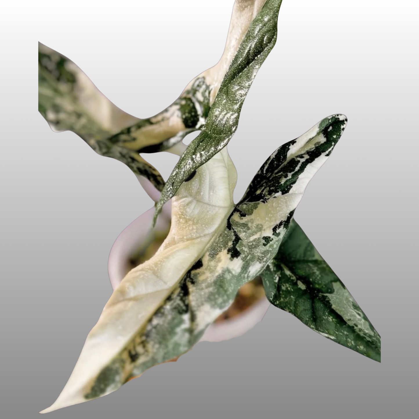 Alocasia Simpo Albo Variegated