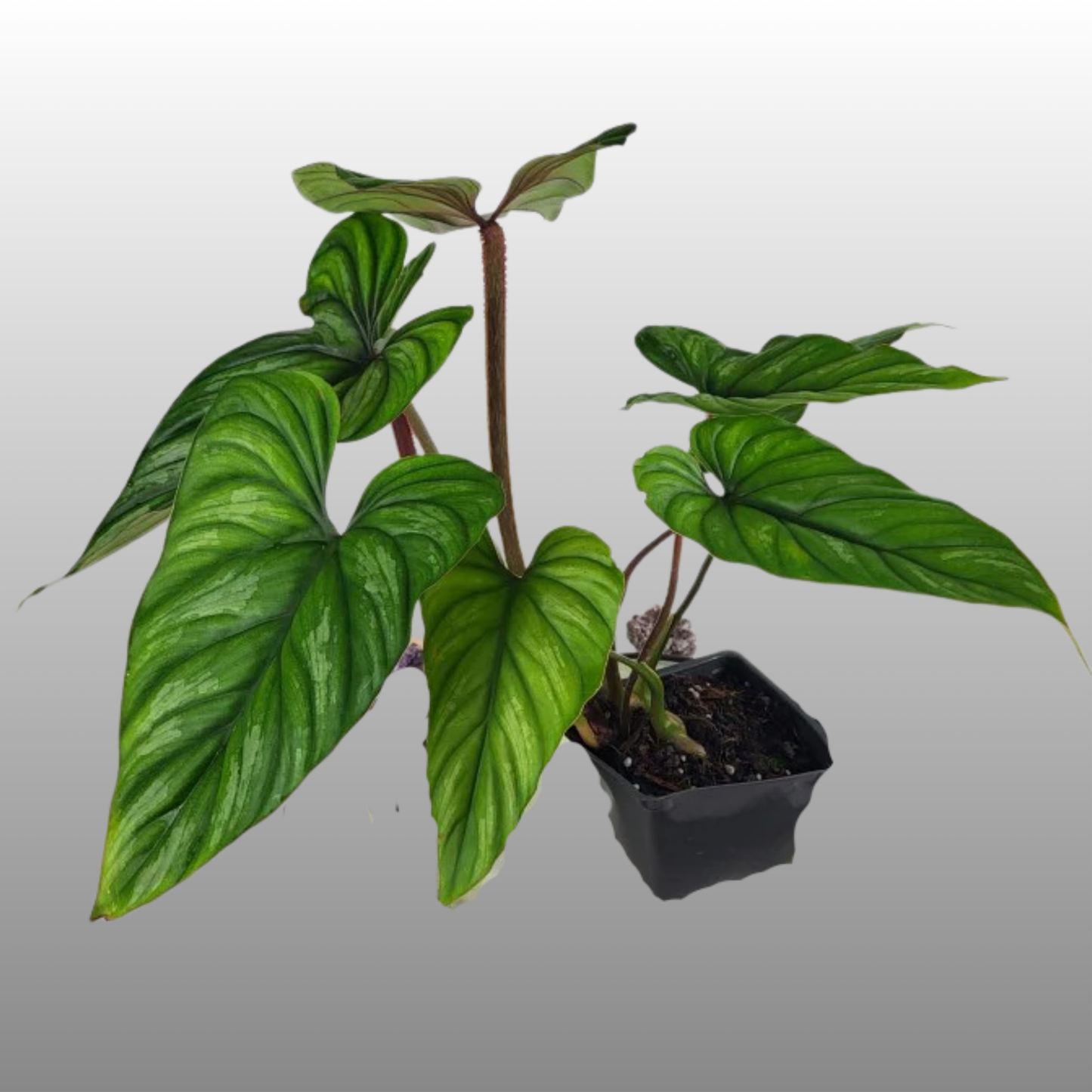 Philodendron Plowmanii – Narrow Form (Dark Form)
