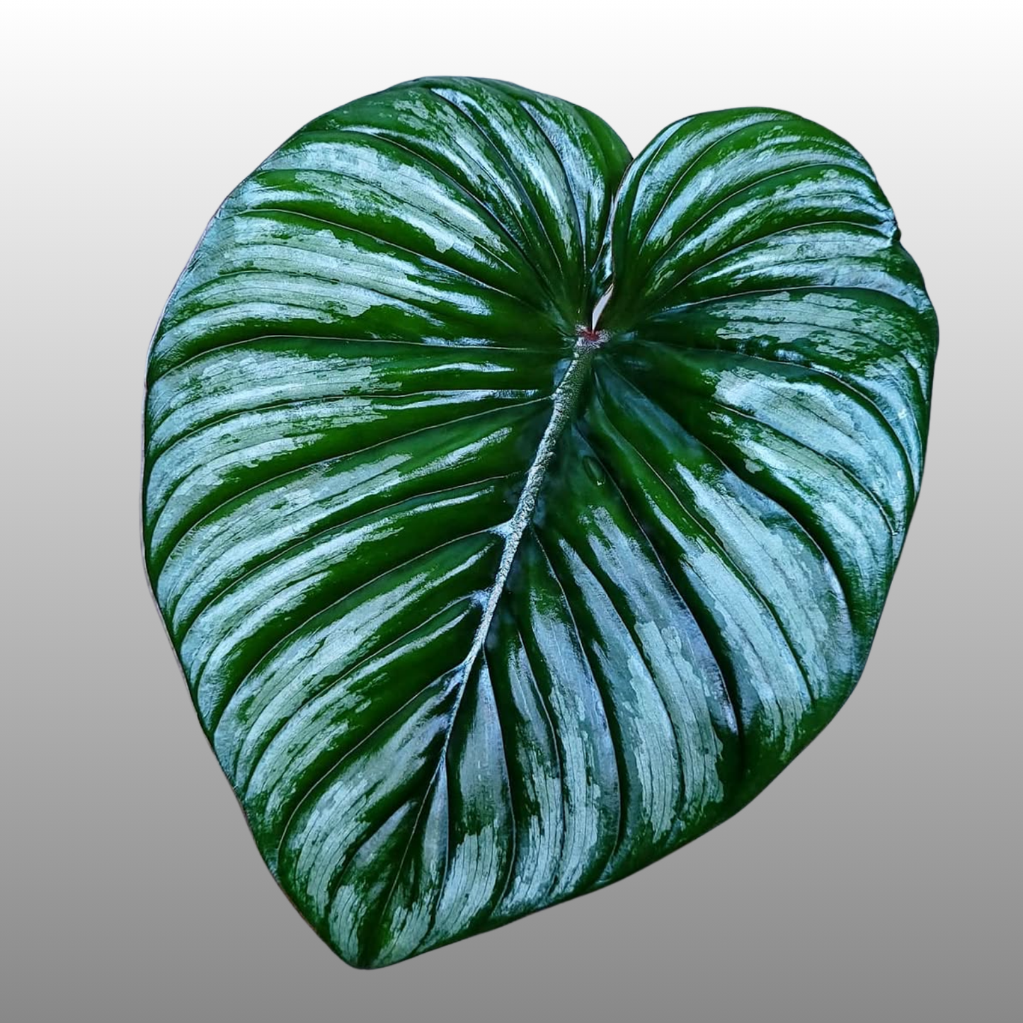Philodendron Plowmanii