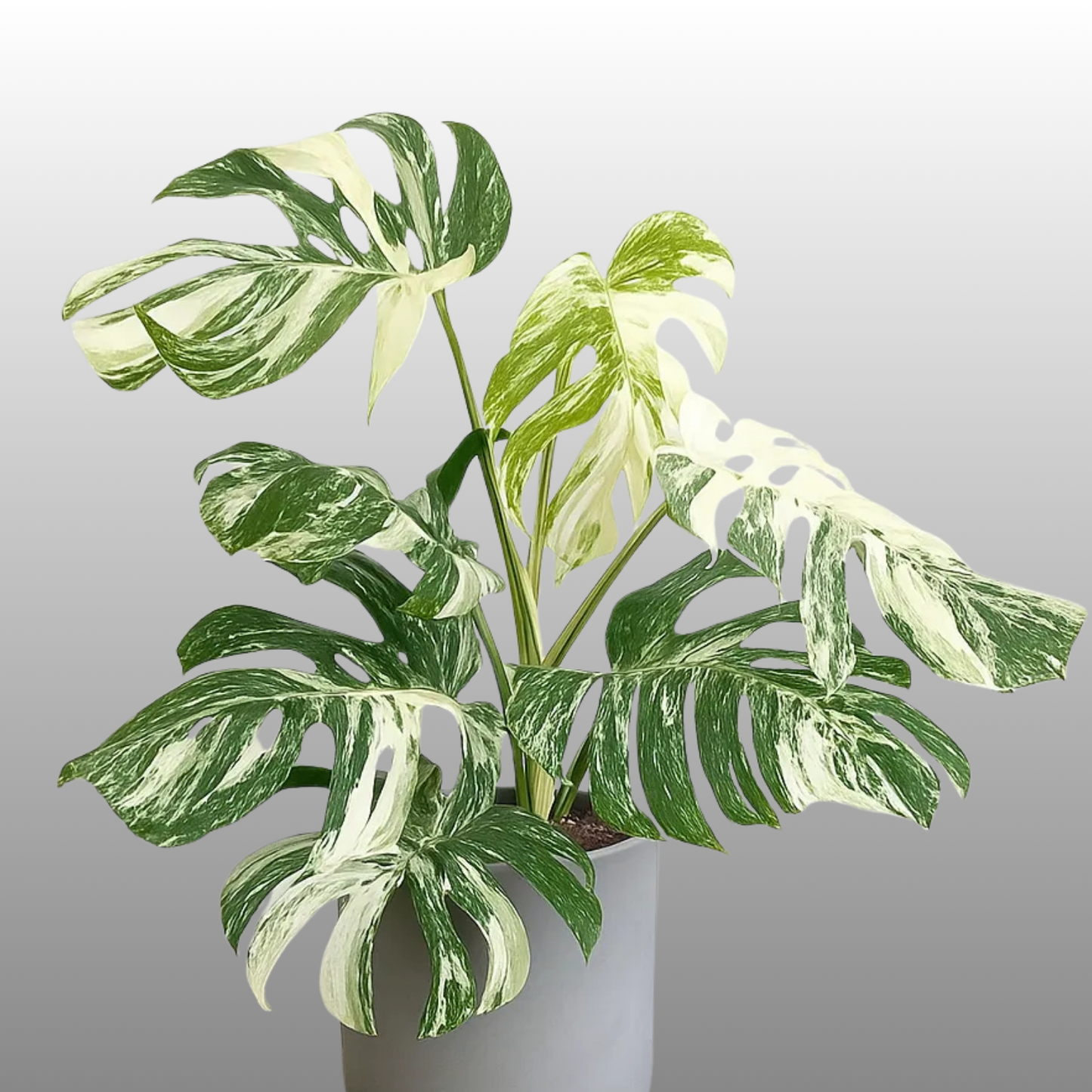 Monstera Albo