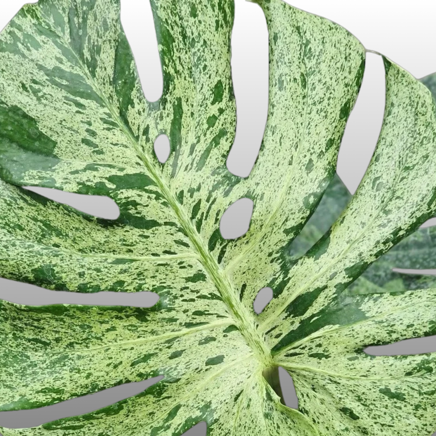 Monstera Deliciosa Bulbasaur Premium - Tissue Culture - ETD 25th August