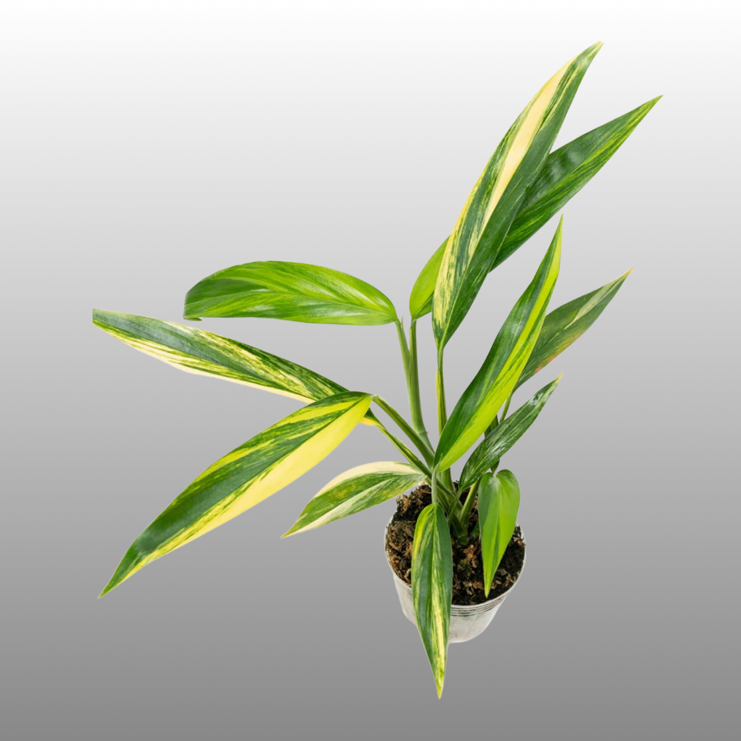 Epipremnum Amplissimum Aurea