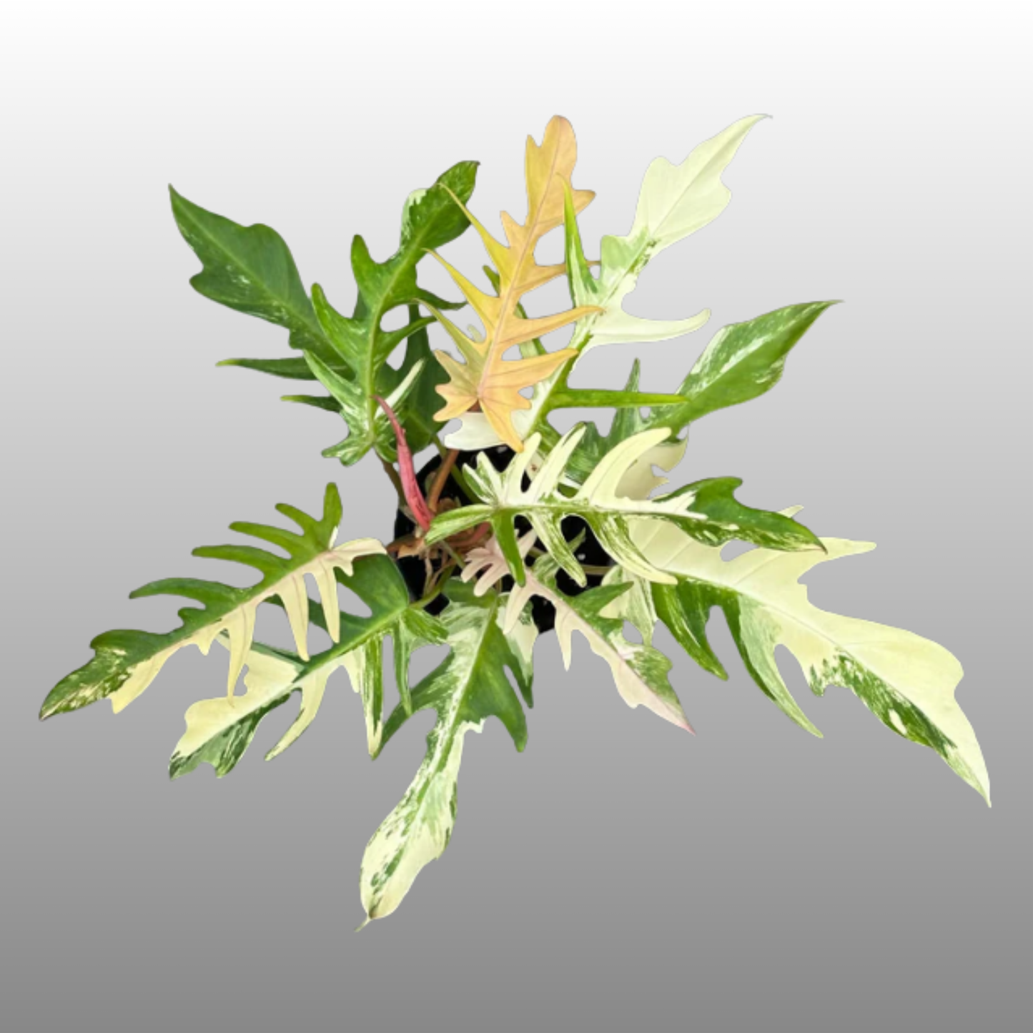 Philodendron Florida Beauty Γ Tortum Variegated