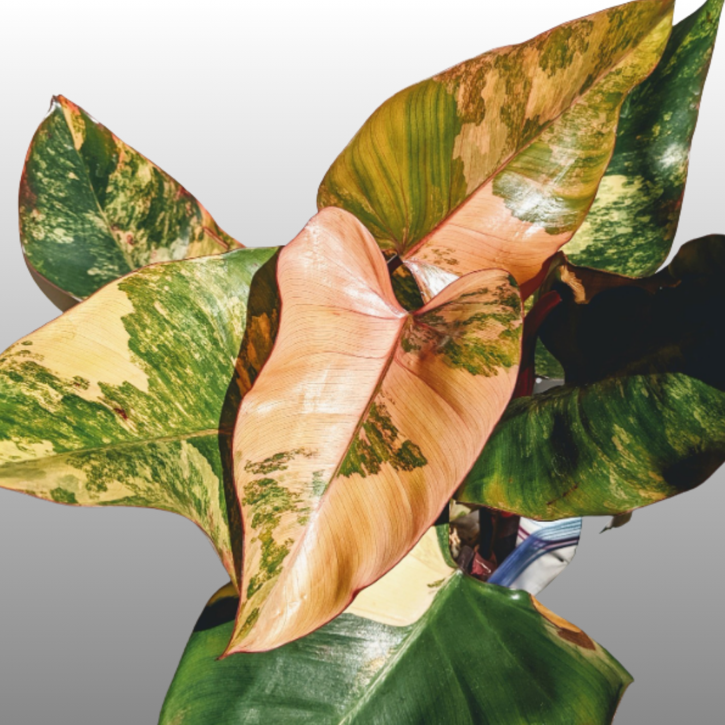 Philodendron Strawberry Shake