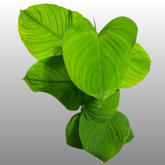 Philodendron Fibraecataphyllum