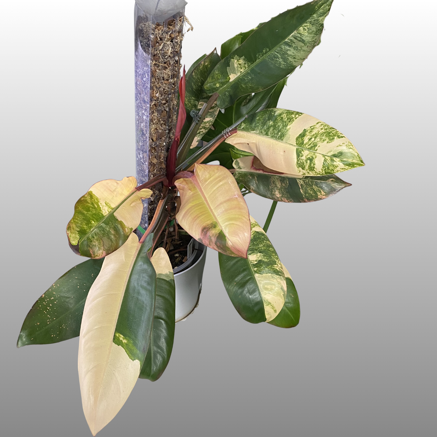 Philodendron Red Sun Congo - Private Collection Unreleased
