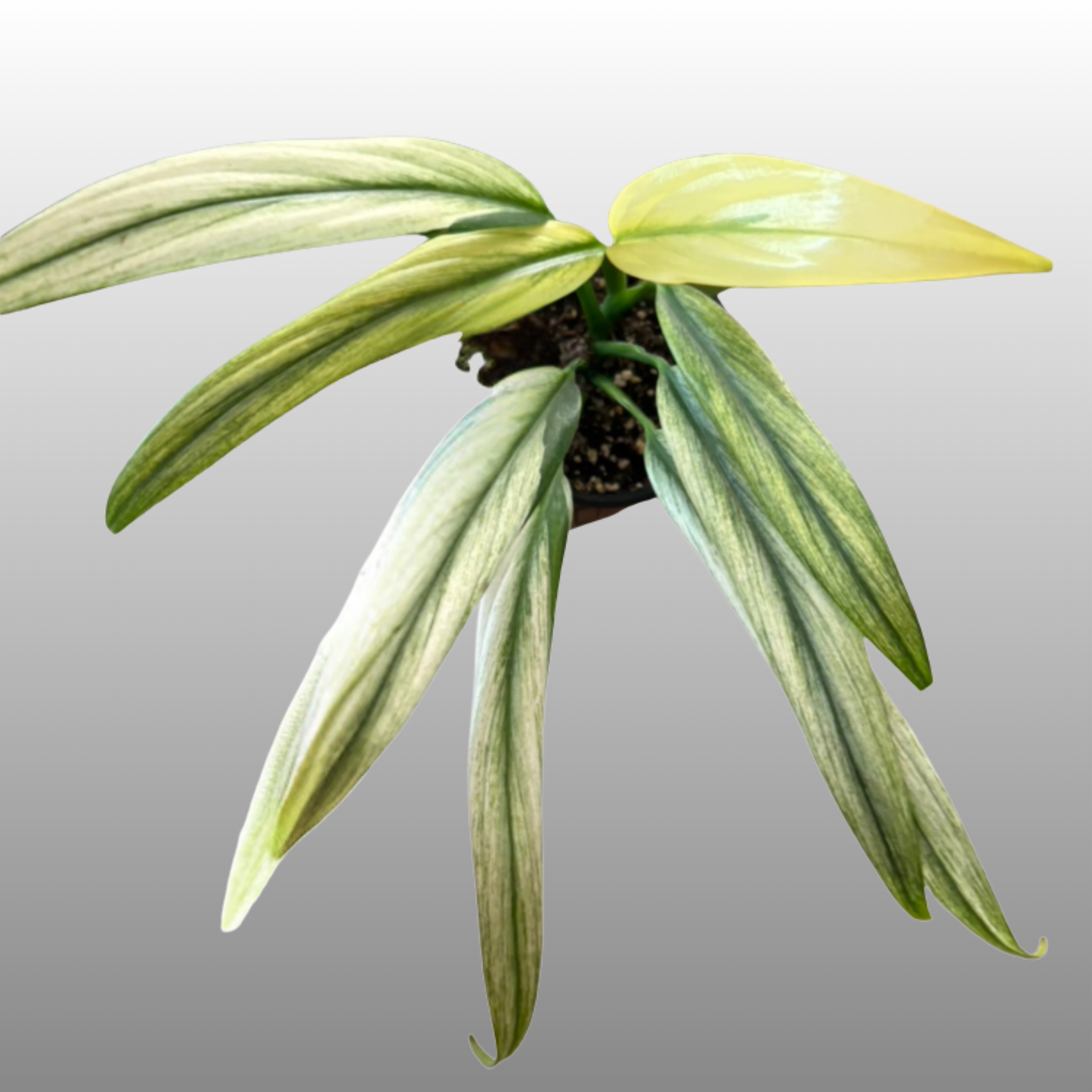 Epipremnum Amplissimum Silver Albo - A