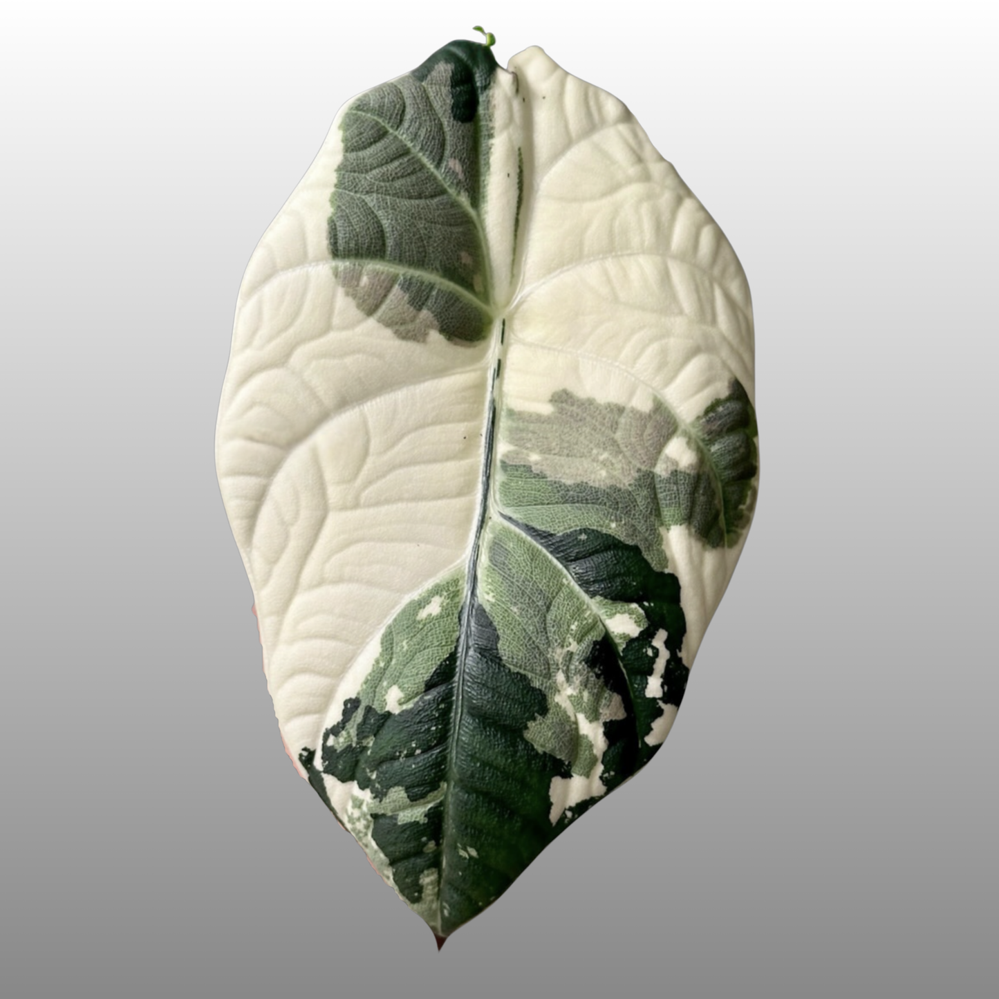 Alocasia Maharani Albo Variegated