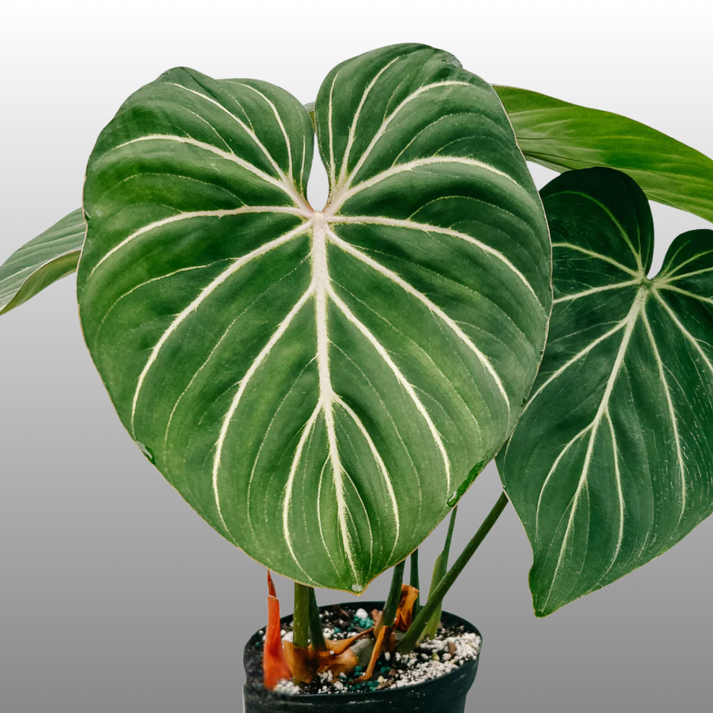 Philodendron Gloriosum White Vein "Zebra"