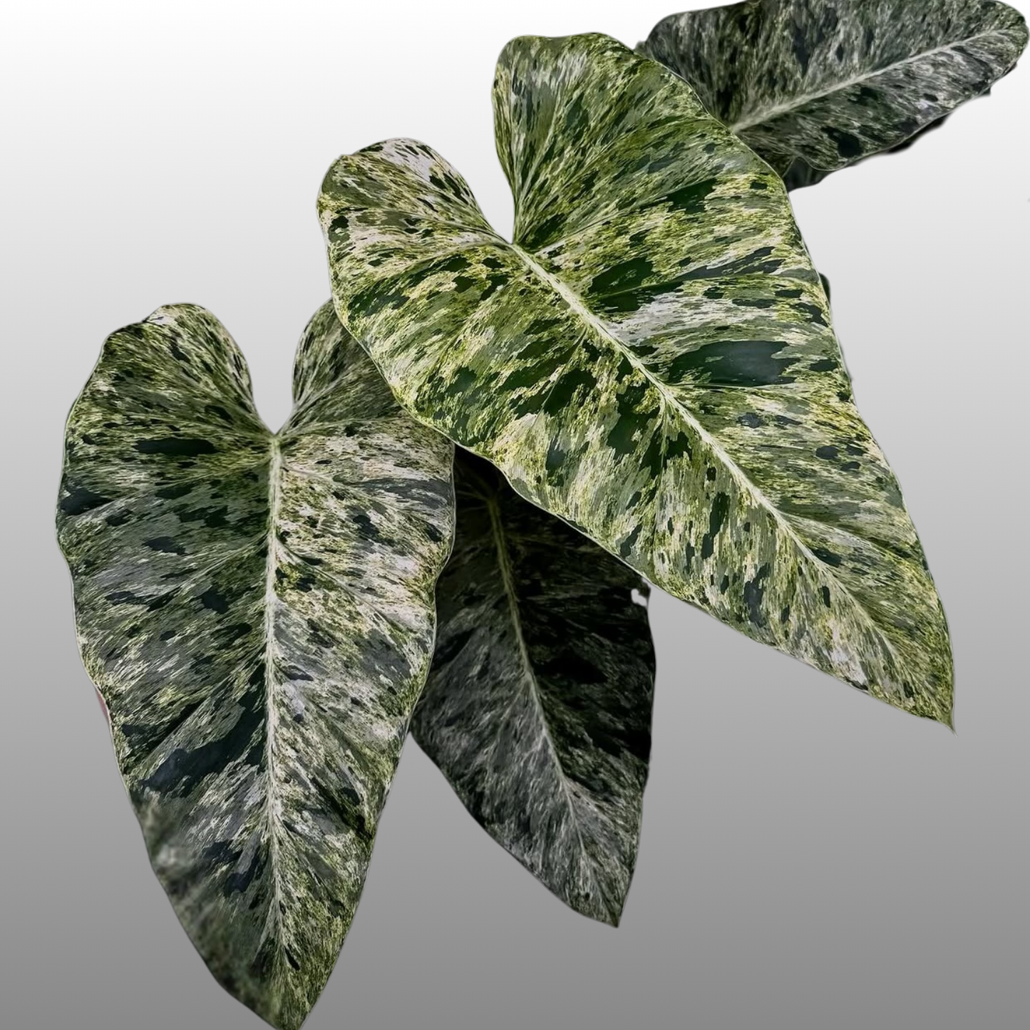 Philodendron Giganteum Blizzard
