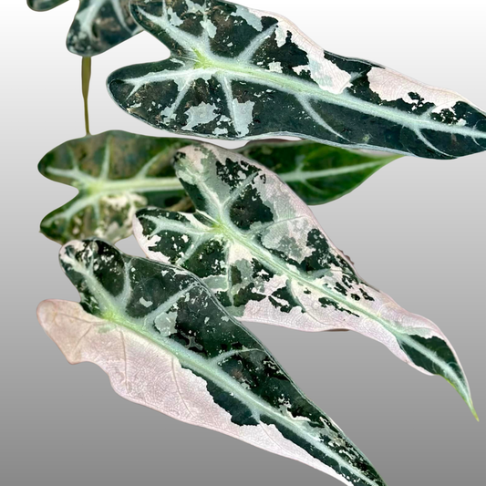 Alocasia Pink Bambino Variegated
