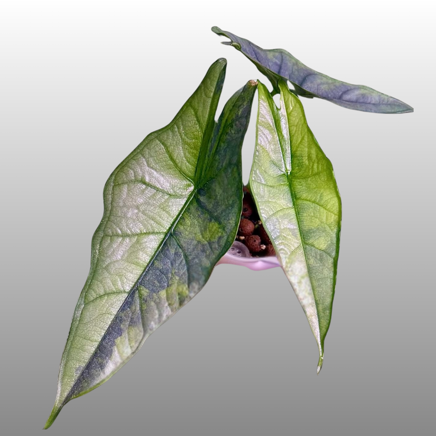 Alocasia Dragon’s Breathe Aurea