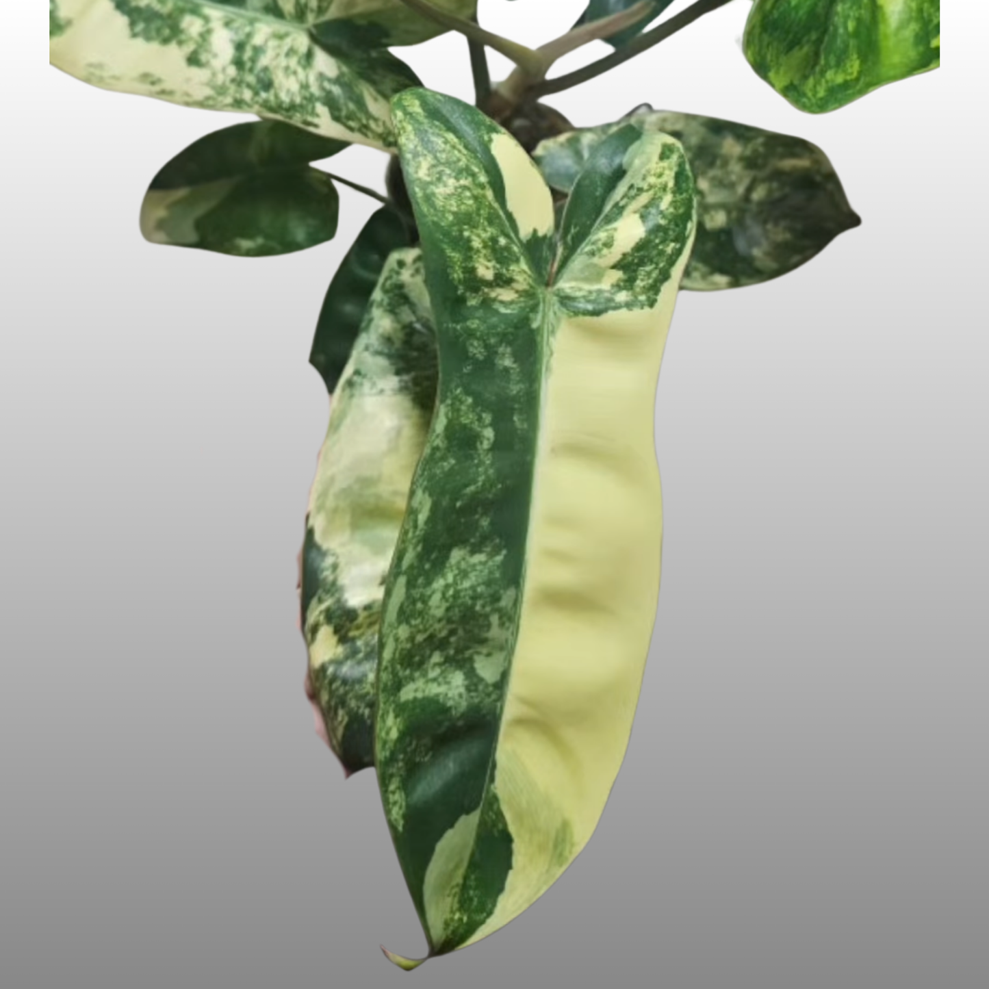 Philodendron Jennifer Variegated
