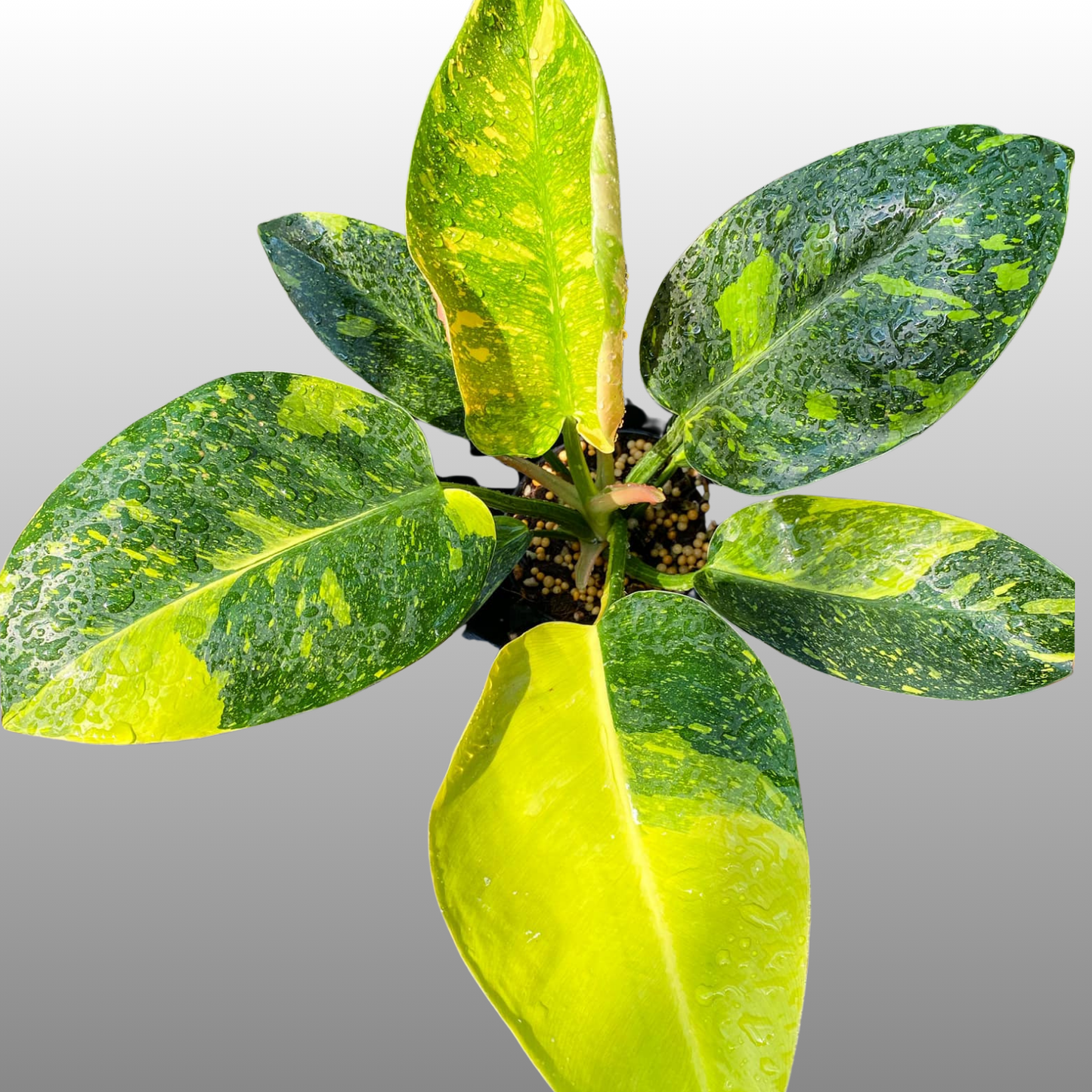 Philodendron Nuclear Congo