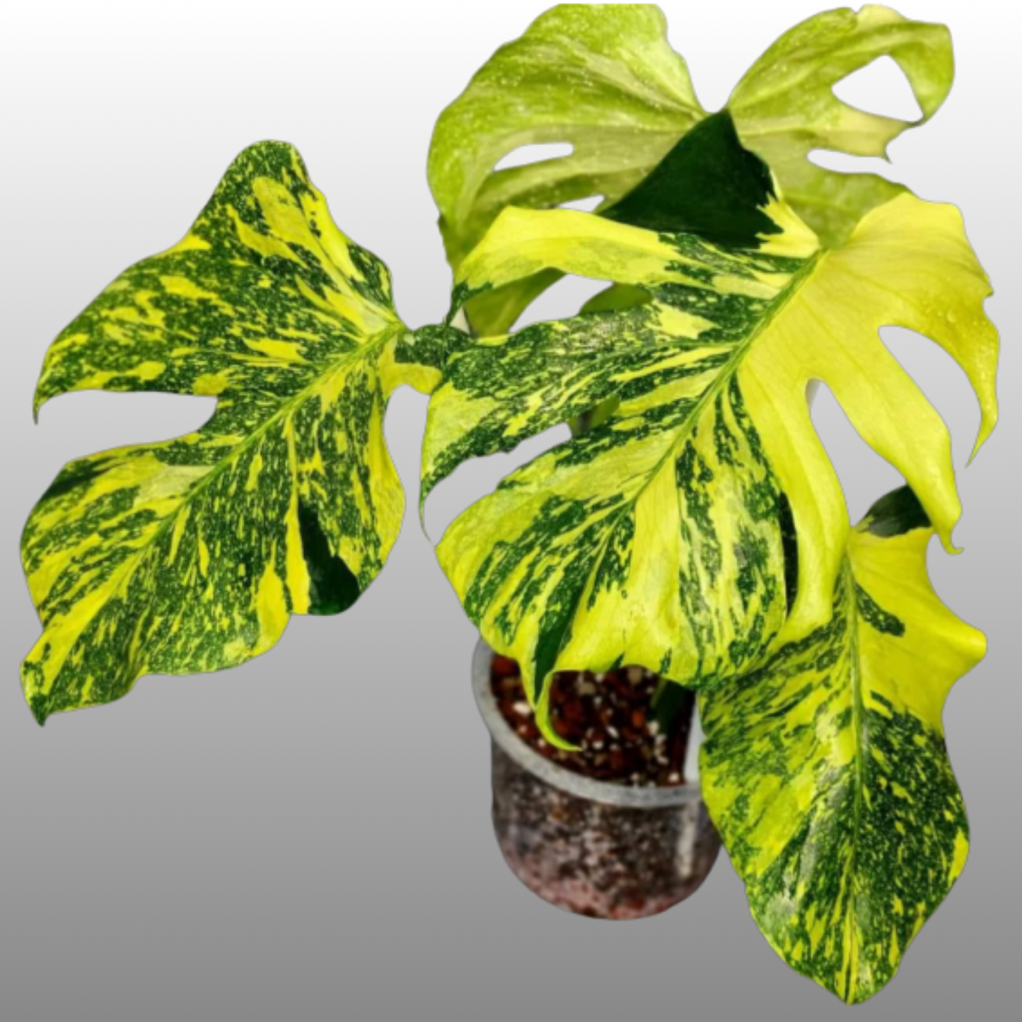 Monstera Deliciosa Electrolyte - Tissue Culture - Available Now