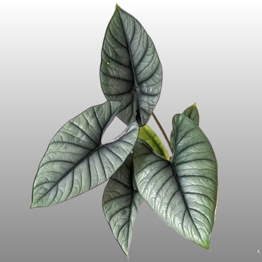 Alocasia Bisma