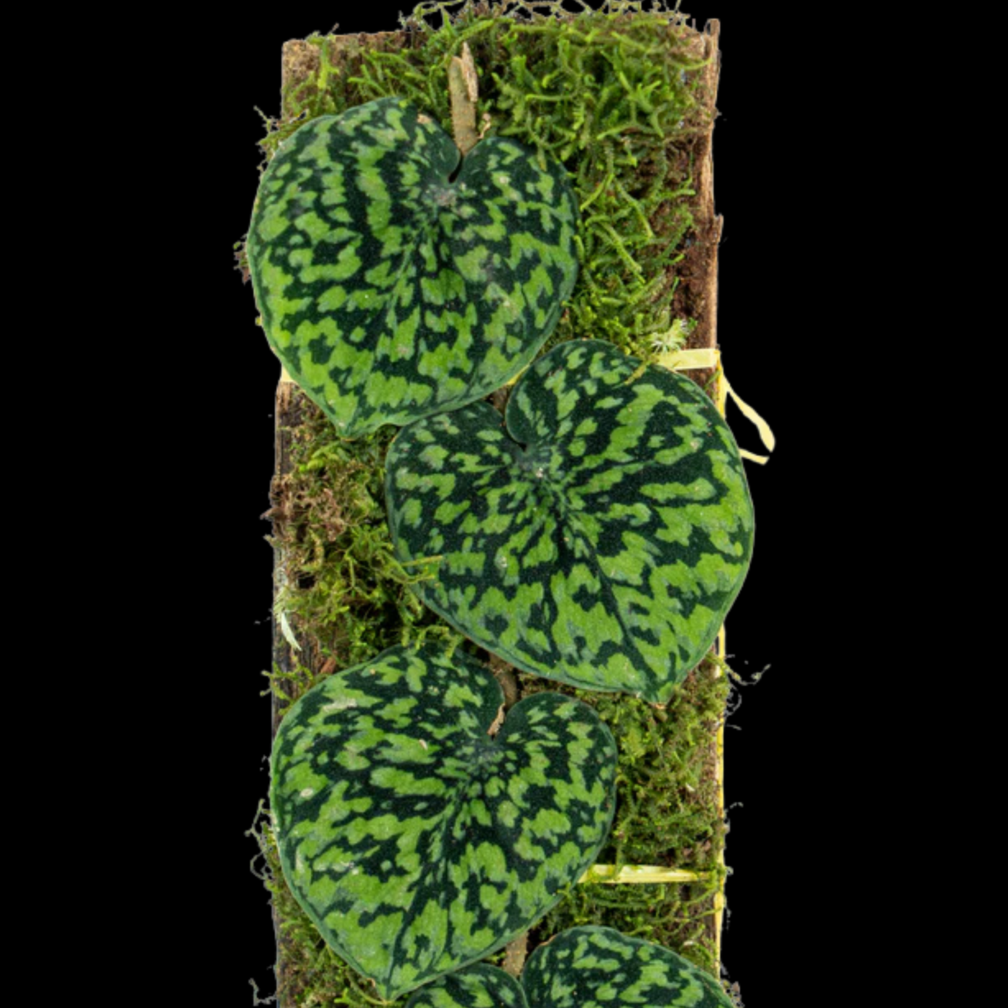 Scindapsus Snakescale