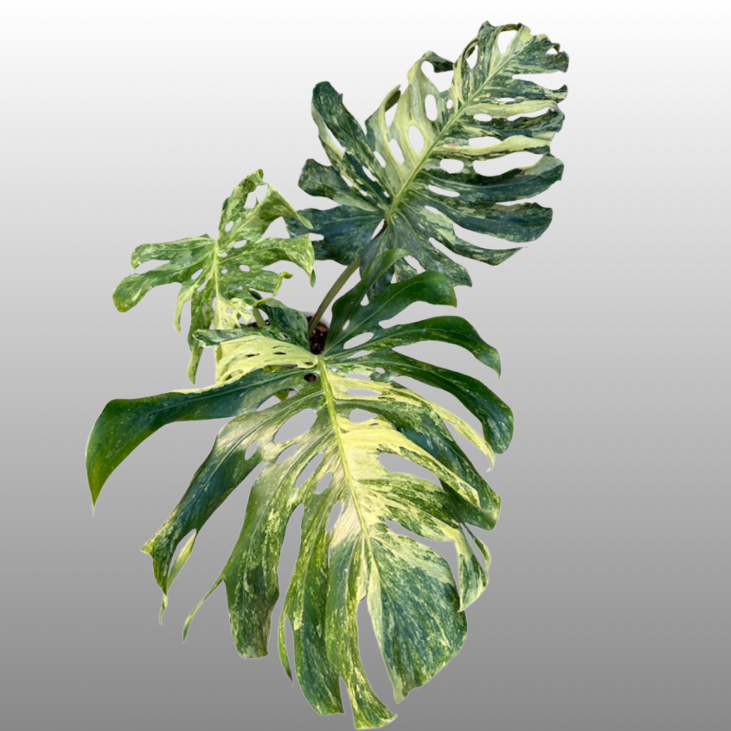 Monstera Deliciosa Ocean Mint