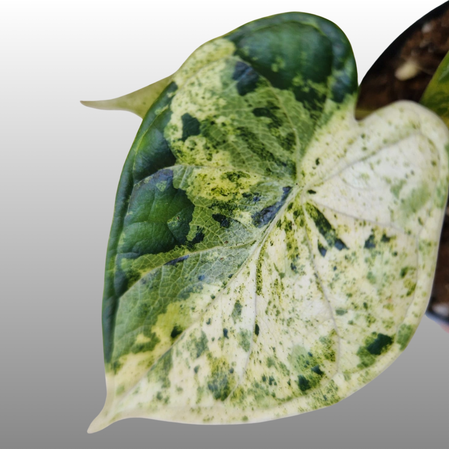 Alocasia Dragon Scale Mint Variegated