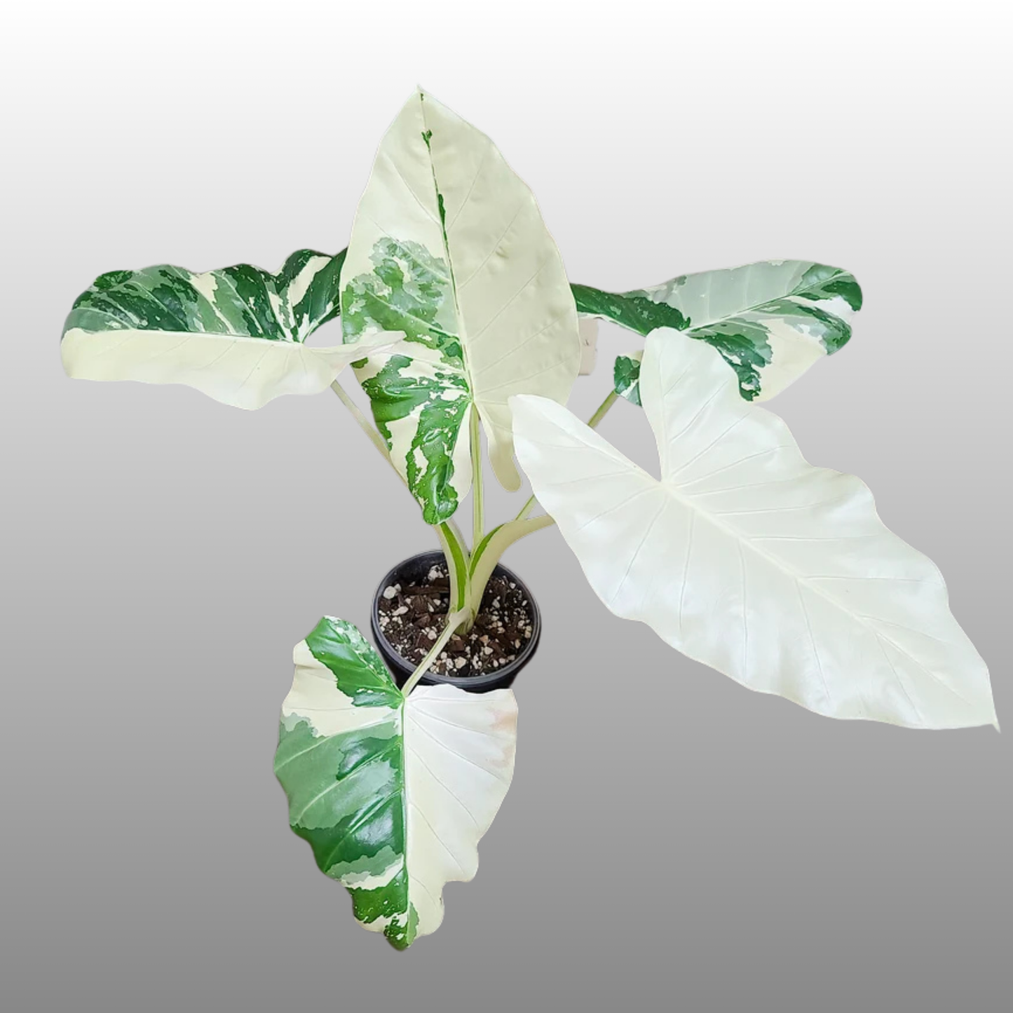 Alocasia Macrorrhiza Albo