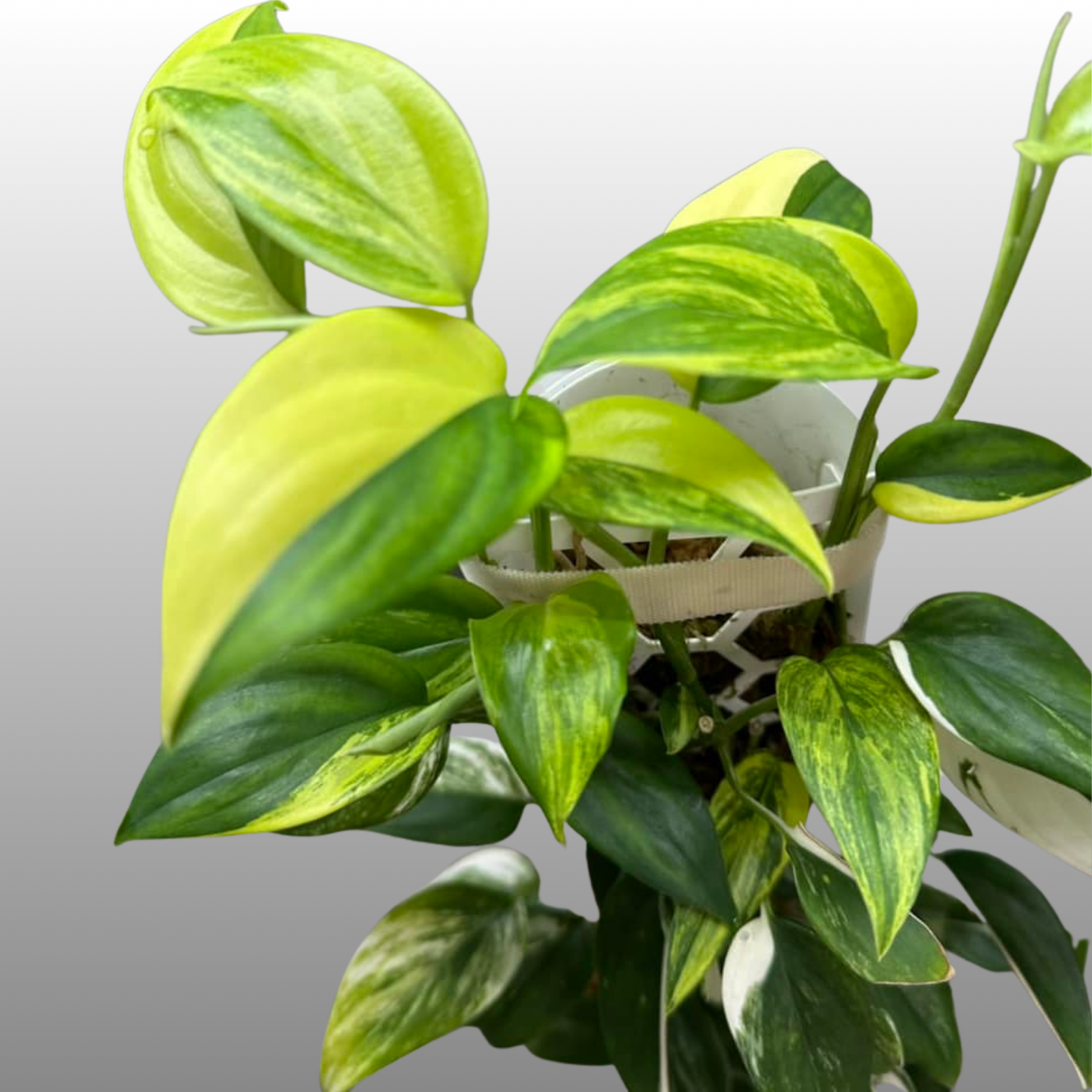 Scindapsus Blue Aurea Variegated
