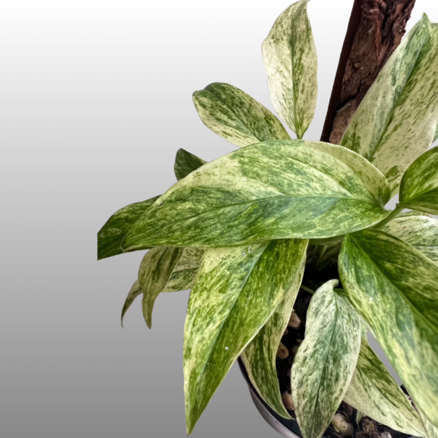 Monstera Adansonii Laniata Mint