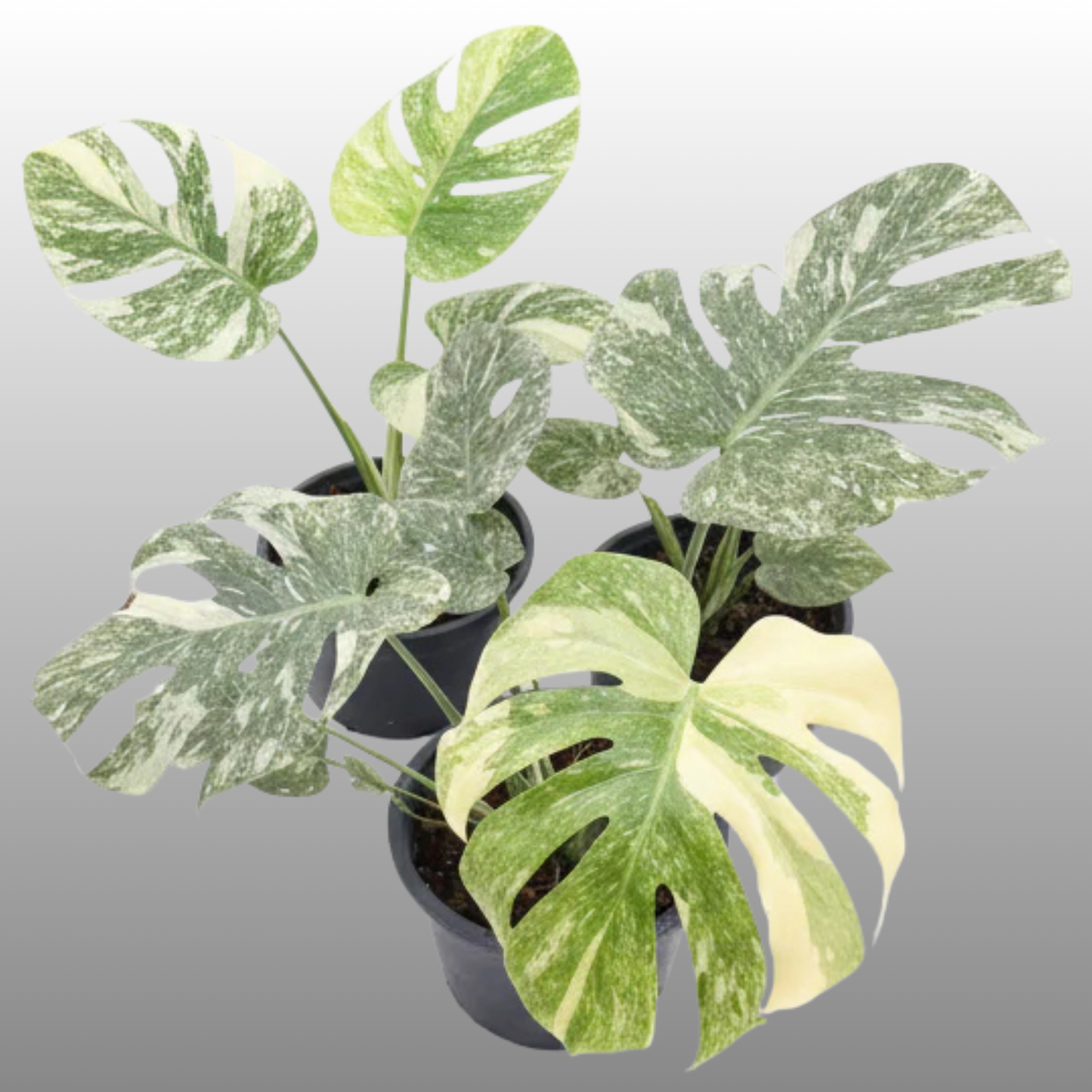 Monstera Green Snow - Tissue Culture - Available Now