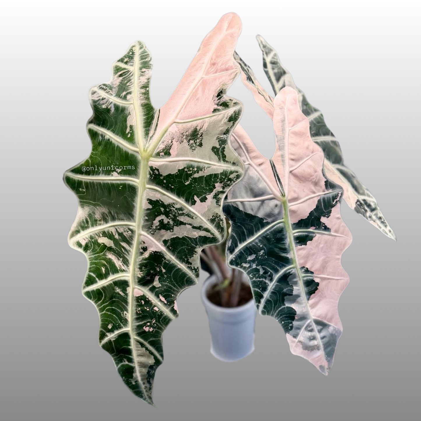Alocasia Amazonica Pink Variegated