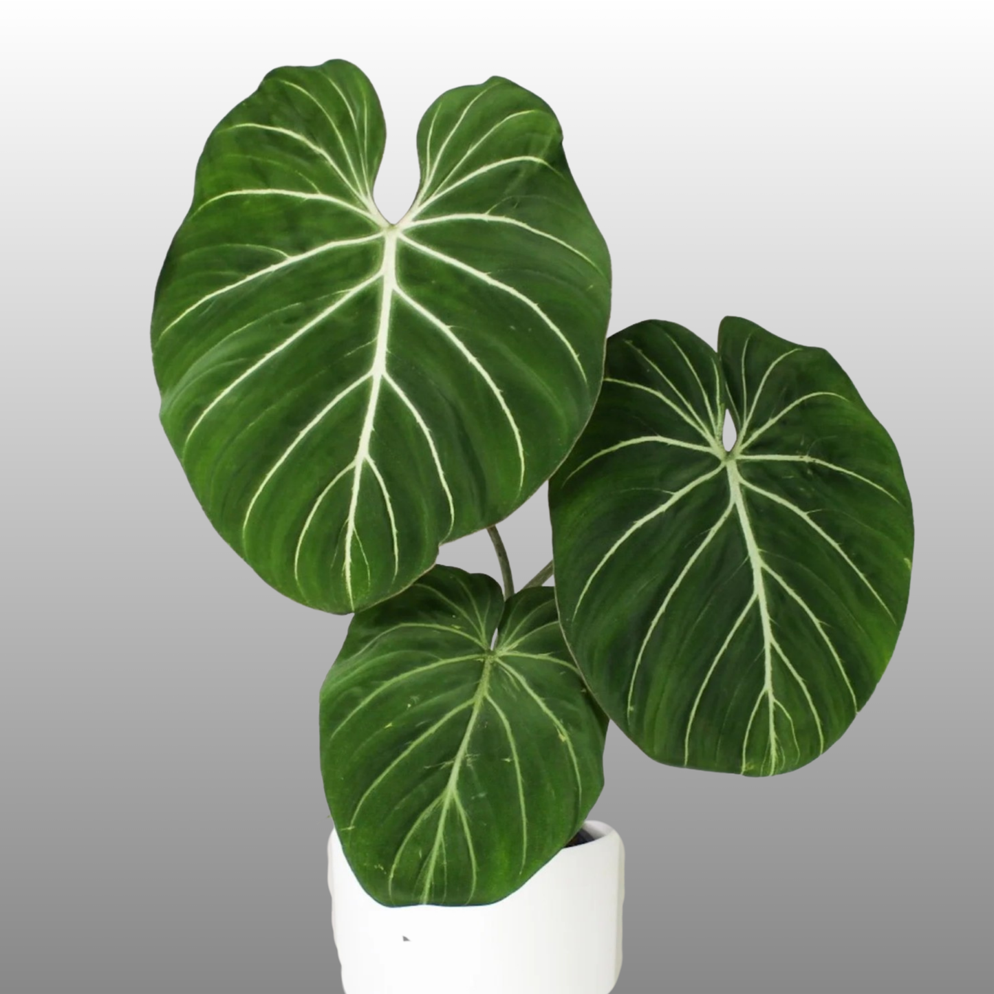 Philodendron Gloriosum