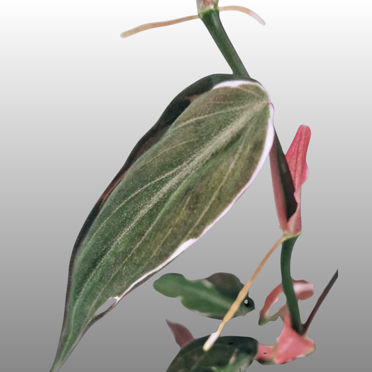 Philodendron Halo Velvet Micans Variegated