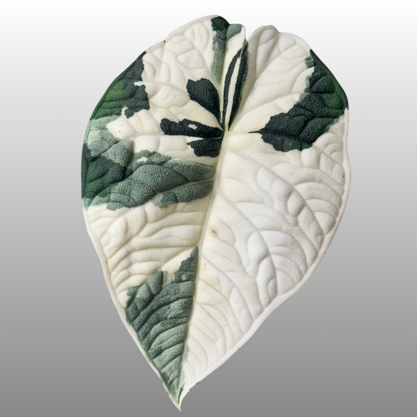 Alocasia Melo Albo Variegated