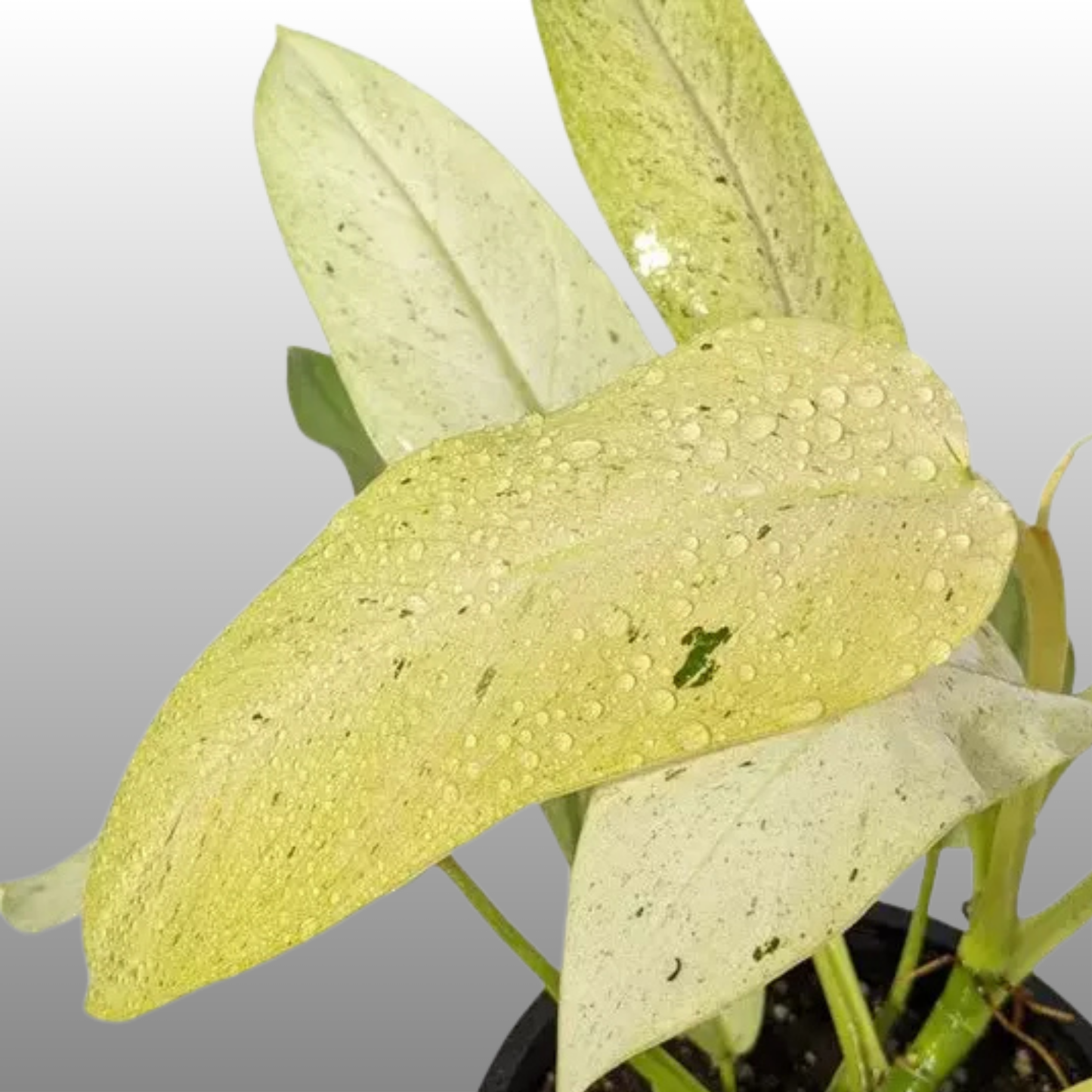 Philodendron Whipple Way - B