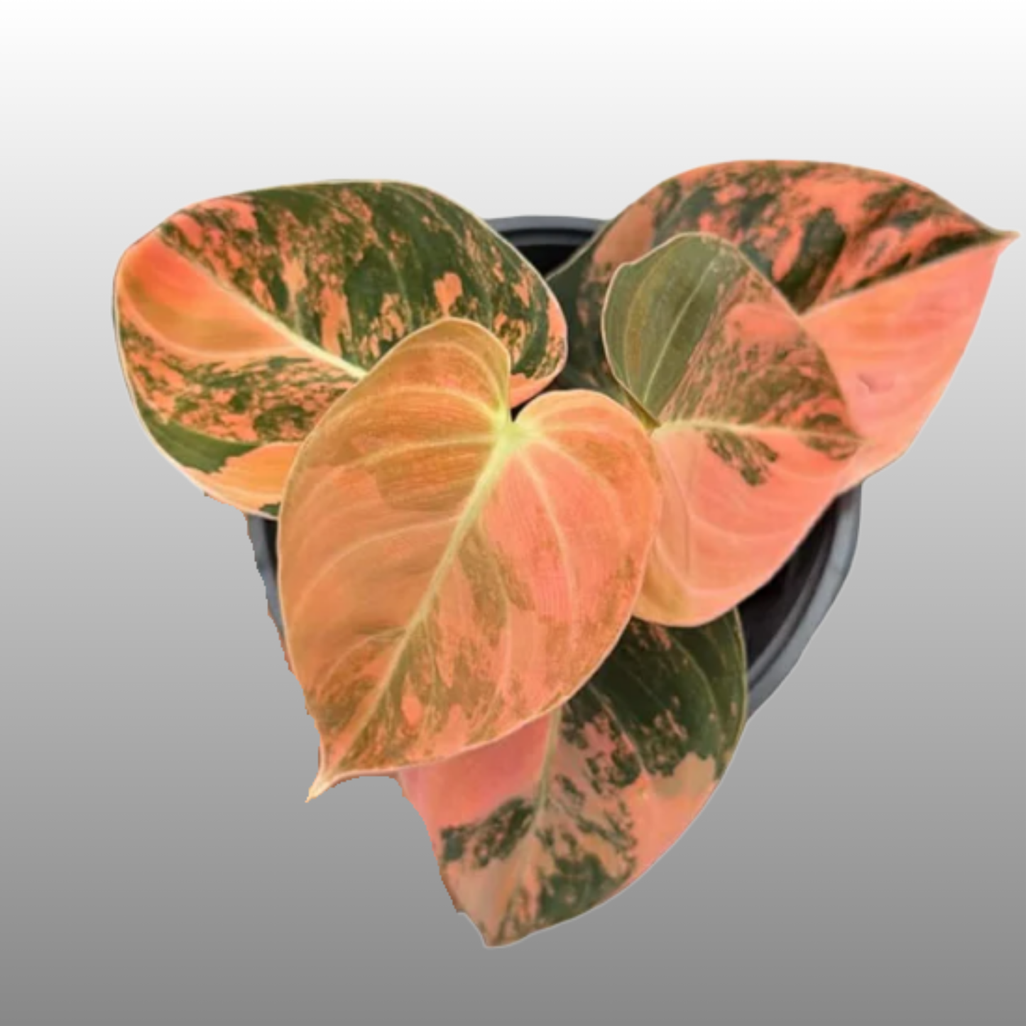 Philodendron Melanochrysum Pink Variegated
