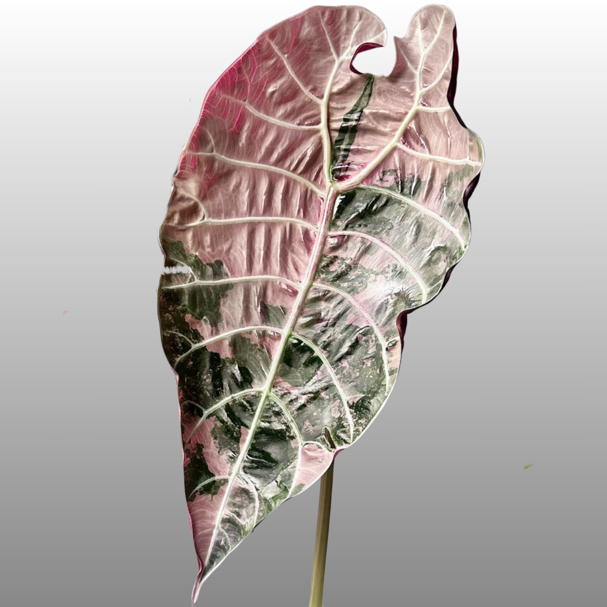Alocasia Watsonia Pink Variegated