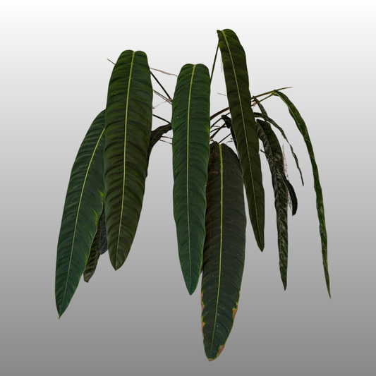 Philodendron Patriciae