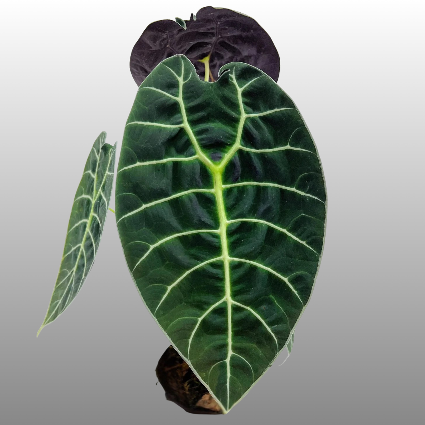 Alocasia Watsoniana