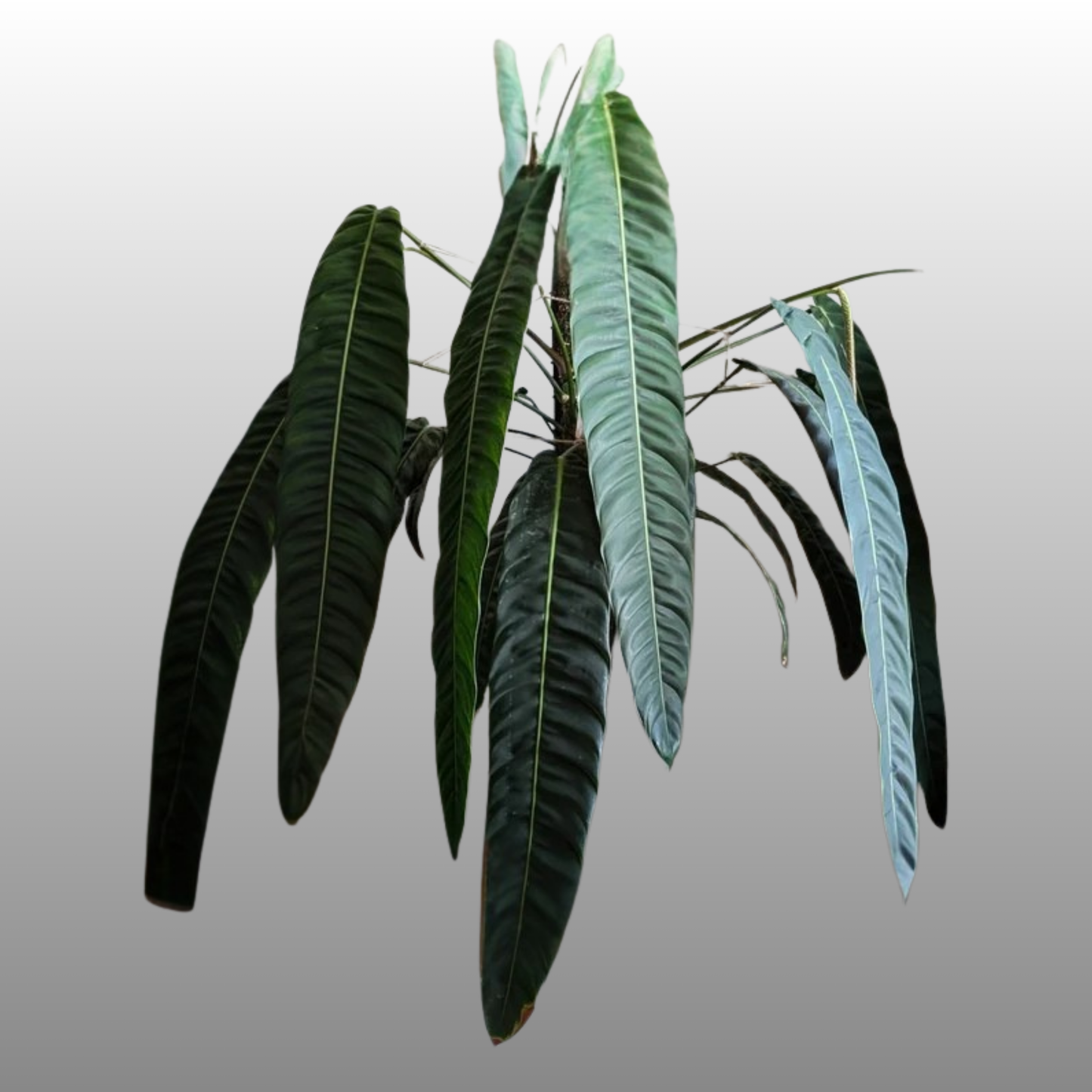 Philodendron Patriciae