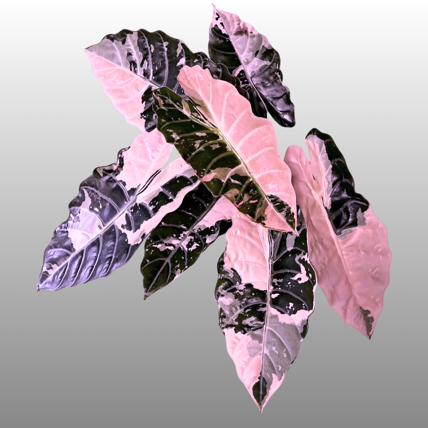 Alocasia Chantrieri Pink Variegated "Naomi"